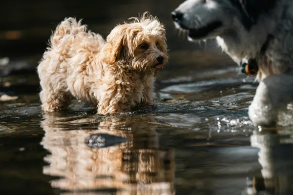 Small curly-haired puppy wading through shallow water beside a larger dog